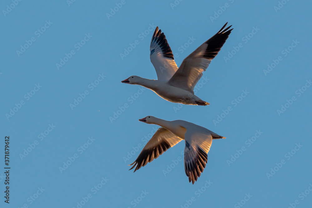 Two snowy geese in flight , symmetric as mirror images. Two snowy geese in flight , symmetric as mirror images.