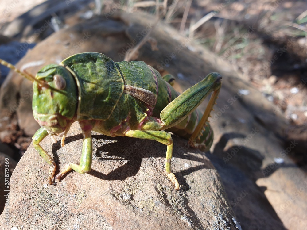 Large green locust on top of a stone Large green locust on top of a stone