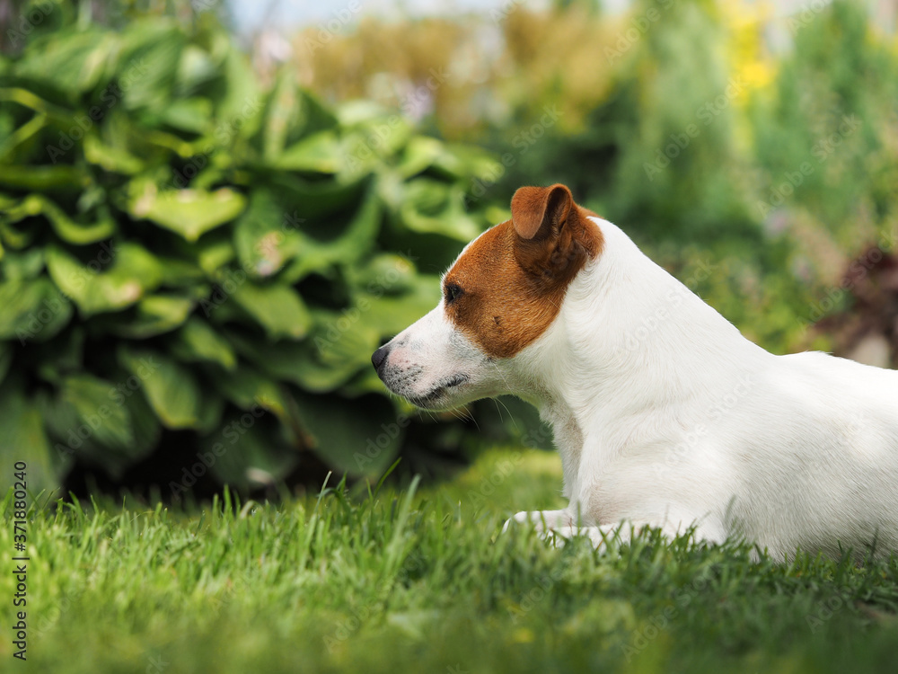 The dog is resting lying on the grass The dog is resting lying on the grass