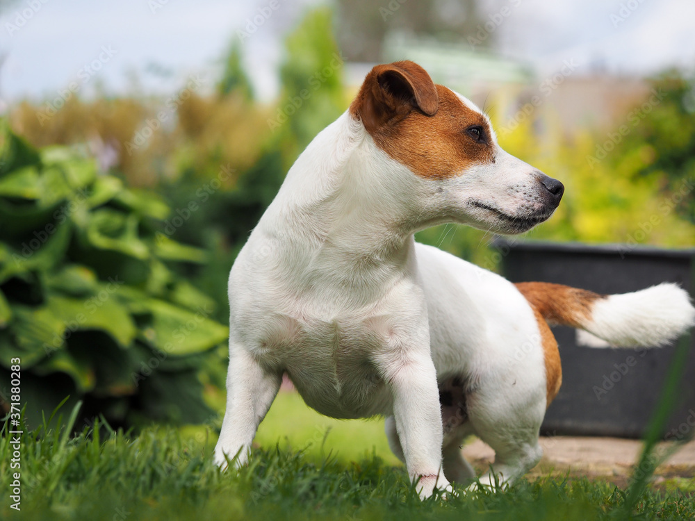 Dog breed Jack Russell. Portrait of a puppy