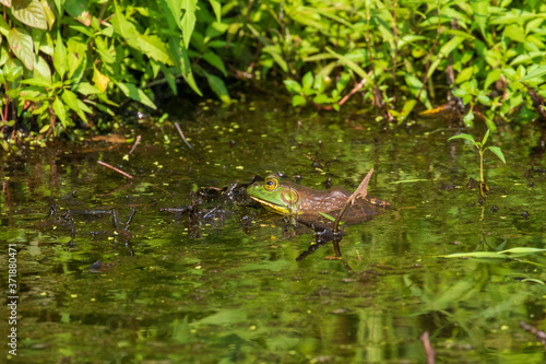 frog in the pond © Eric