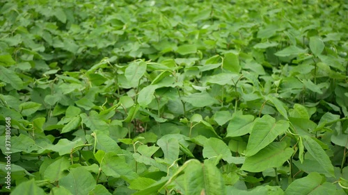 Wallpaper Mural Knotweed Japanese, invasive expansive species of dangerous plants leaf, leaves Asia Reynoutria Fallopia japonica intruder neophyte calamity flowers gatecrasher, eliminates herbicides Torontodigital.ca