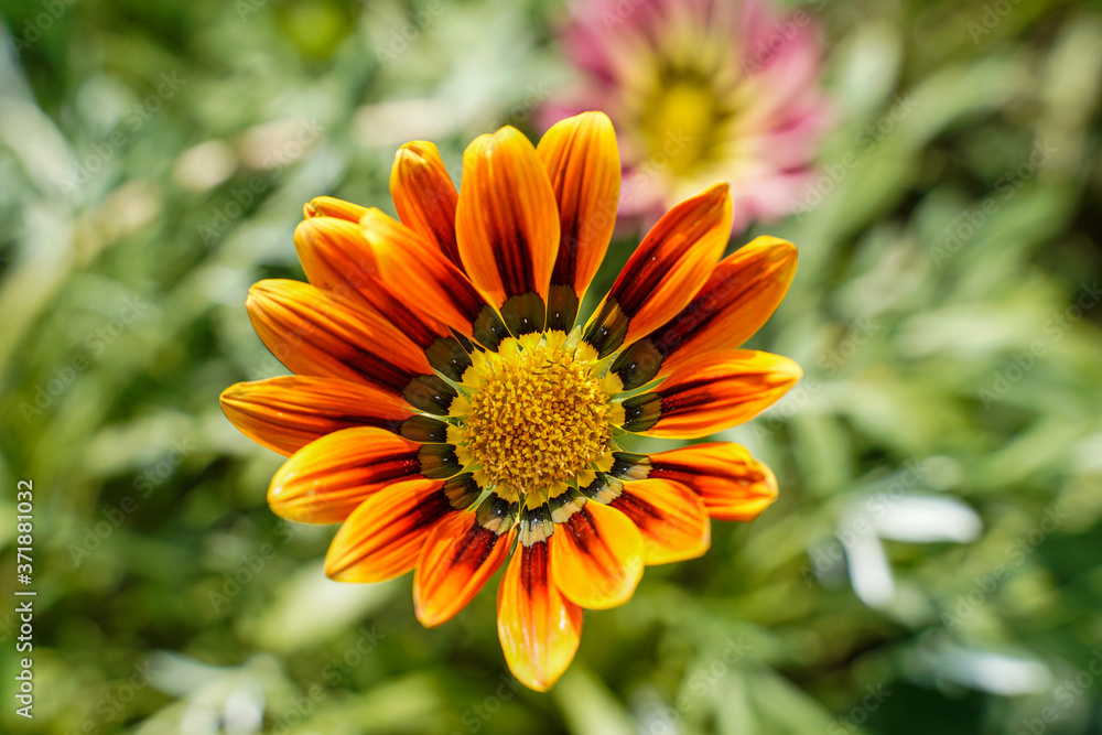 Bright orange and red gazania daisy. Very unique flower. Bright orange and red gazania daisy. Very unique flower.