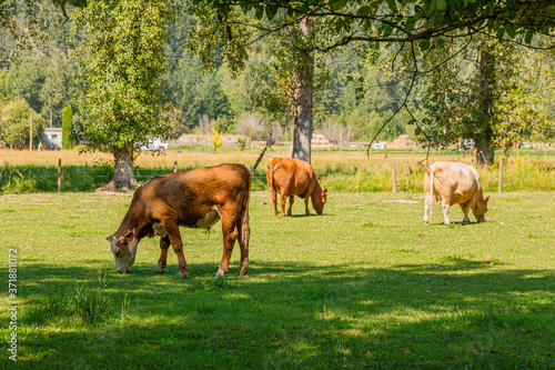 Cows in field © Maïna Pertolas 