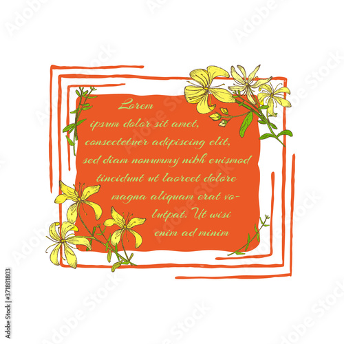 St Johns wort Branch Parts Decorating a Frame