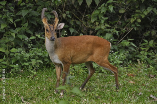 A sambar deer in Khoa Yai National Park