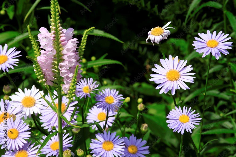 Obraz premium ハナトラノオとクジャク草