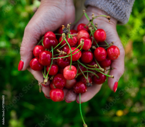 closeup of a young caucasian man outdoors with a handful of ripe cherries in his hands, freshly collected on an organic orchard  © Erika