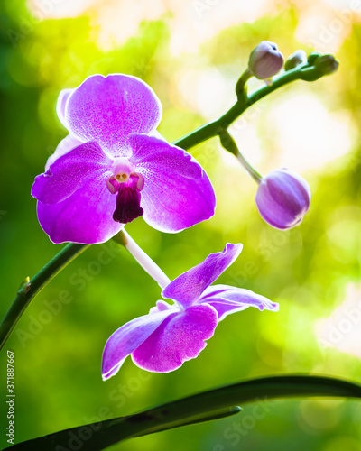 Close up view of beautiful purple vanda orchid plant flowers in bloom