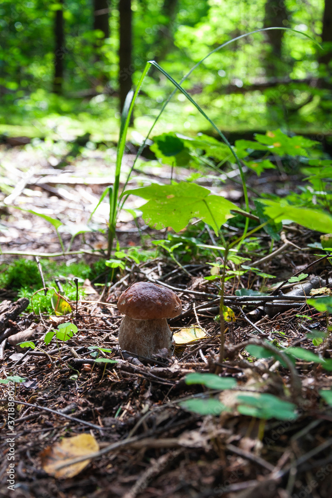 mushroom in the forest mushroom in the forest