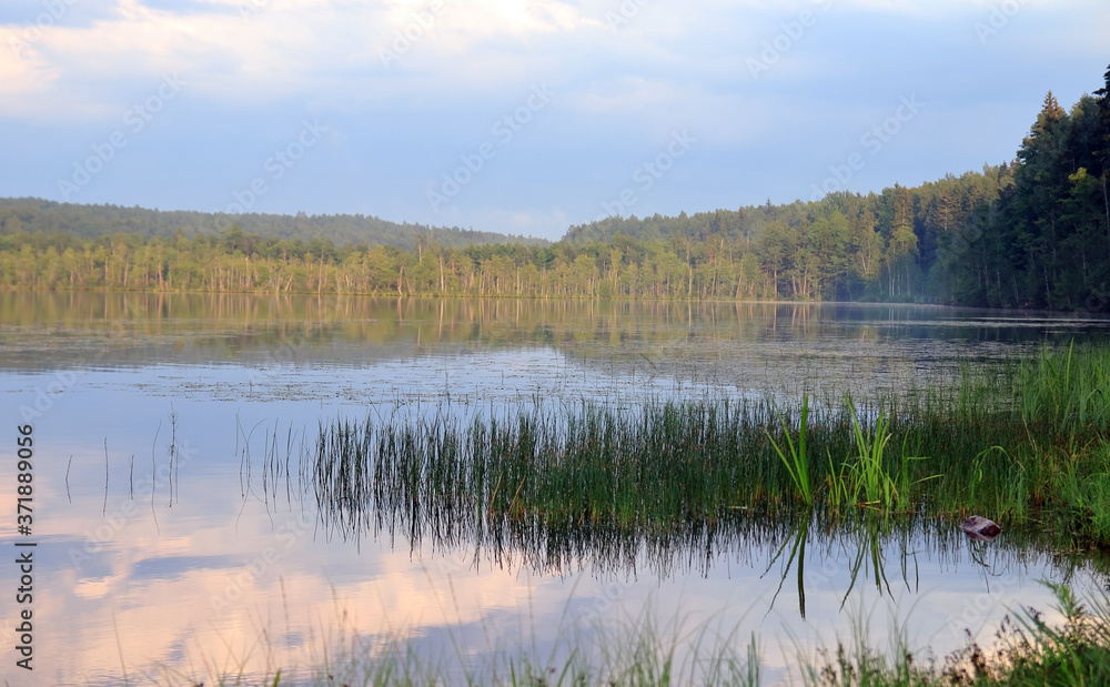 lake in the summer among the forest lake in the summer among the forest