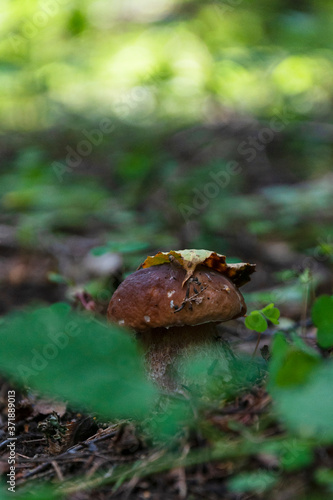boletus mushroom under yellow leaf in green grass of woods
