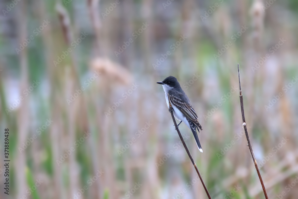 Tree Swallow bird on the reed branch
Tree Swallow bird on the reed branch