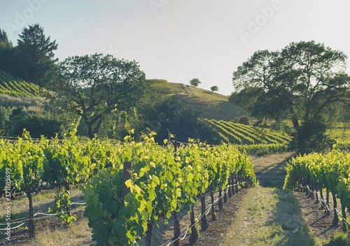 Rows of grape vines following the contours of the topography through the wine country near Healdsburg, Ca photo
