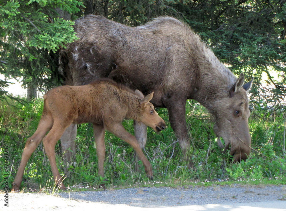 Fototapeta premium Mamma Moose and calf