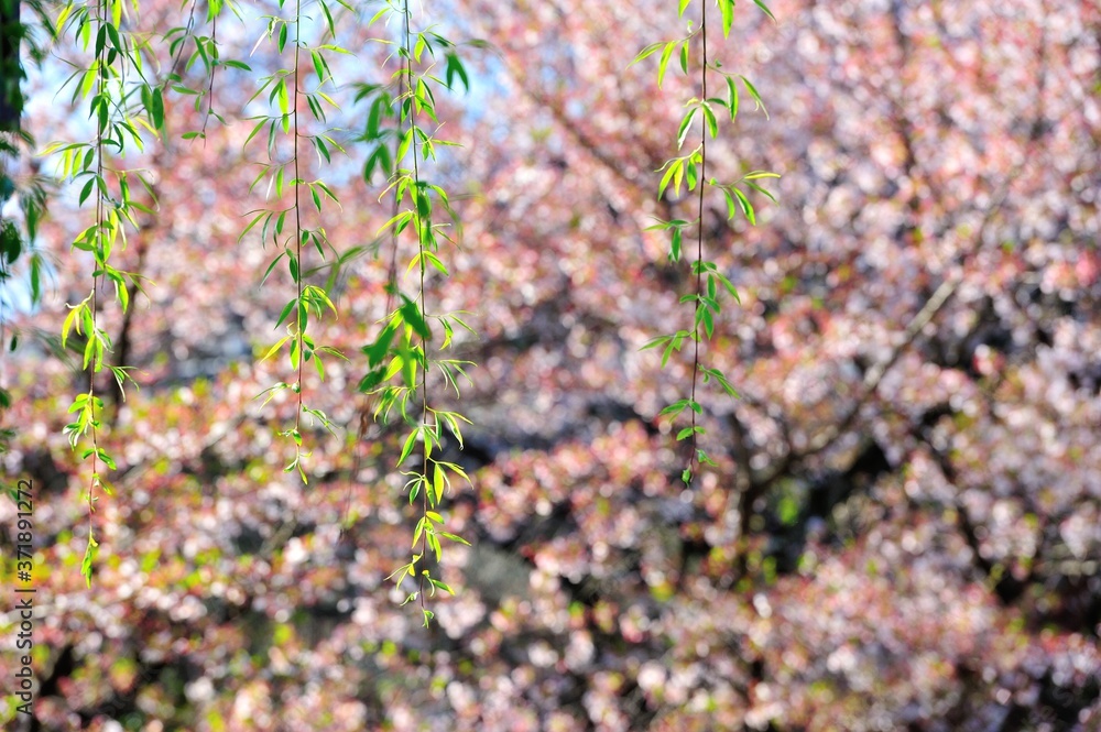 Spring willow branches with cherry blossoms background Spring willow branches with cherry blossoms background