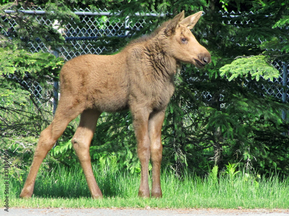 Moose calf - Alaska
