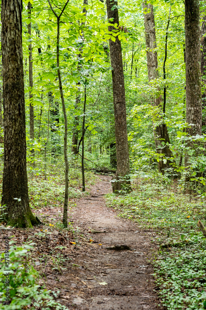 Obraz premium Tree Path