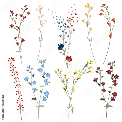 Big set botanic blossom floral elements. Branches, leaves, herbs, wild plants, flowers. Garden, meadow, feild collection leaf, foliage, branches. Bloom vector illustration isolated on white background