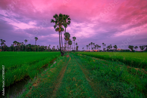 A close up view of a green rice field And surrounded by various species of trees, seen in scenic spots or rural tourism routes, livelihoods for farmers