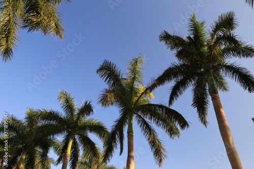 Tropical Palms in the clear sky