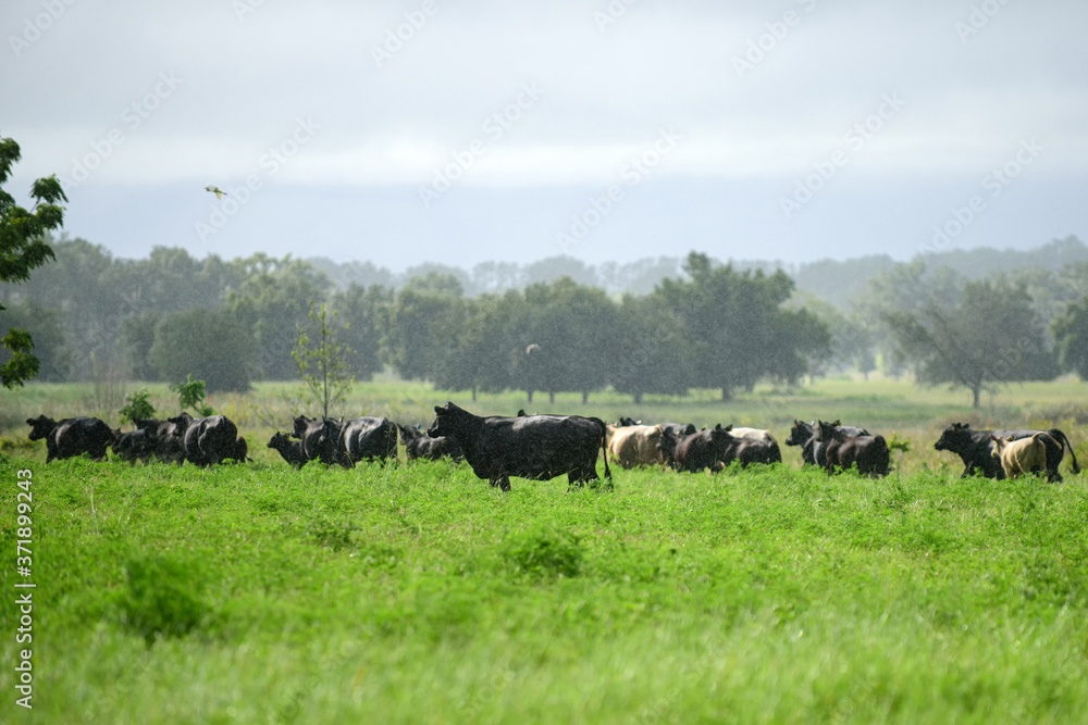 Cattle in countryside. Herd of cows at summer green field.