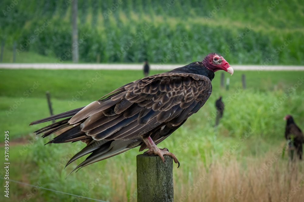 A turkey vulture perches on a post among cornfields. A turkey vulture perches on a post among cornfields.