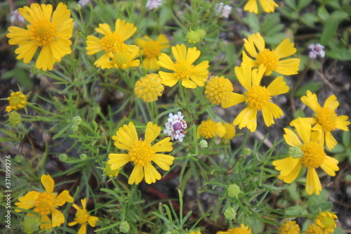 yellow flowers in the garden