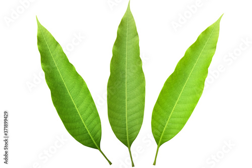 Green mango leaves with white background  used for decoration or as an illustration.