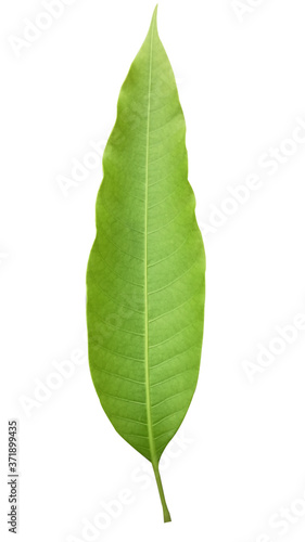 Leaf with colorful patterns isolate on white background.