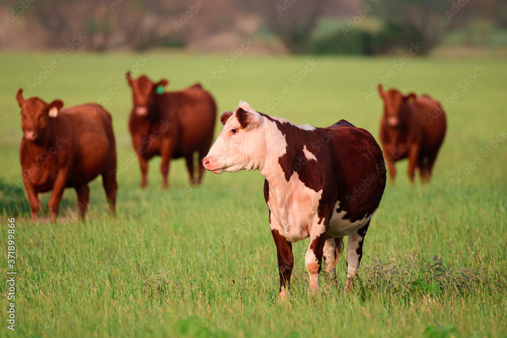 Dairy cow grazing in a field. Group of cows grazing in the pasture. Dairy cow grazing in a field. Group of cows grazing in the pasture.