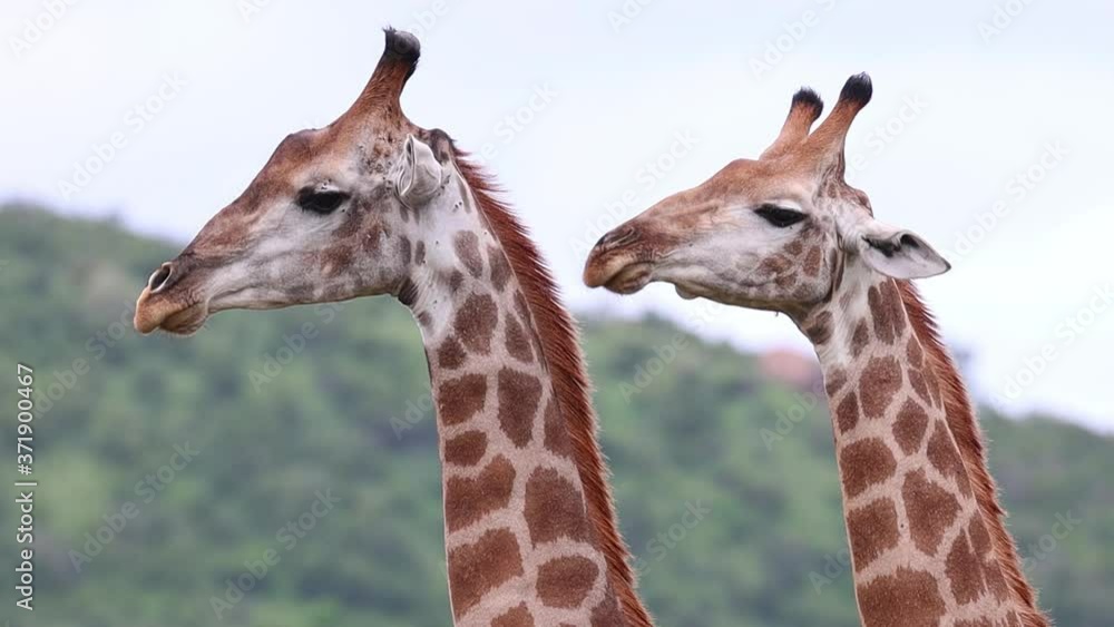 Medium close-up of two male giraffes gently necking in Kruger National Park. Medium close-up of two male giraffes gently necking in Kruger National Park.