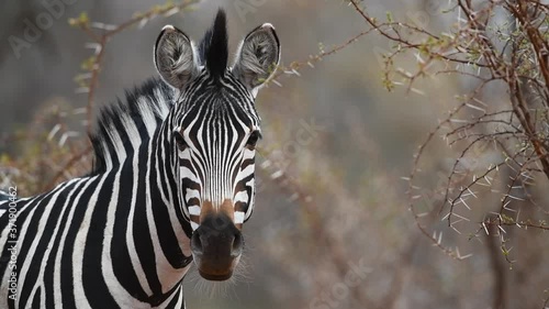 Medium close-up of an adult Burchell's zebra standing and looking into the camera in the Greater Kruger.
