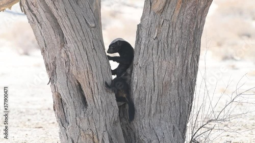 A wide shot of a honey badger foraging in a tree, trying to break the bark of a tree, Kgalagadi Transfrontier Park.  photo