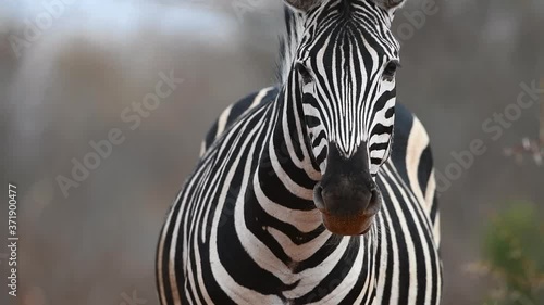 Slow motion of a Burchell's zebra turning its head and looking into the camera, Greater Kruger.
