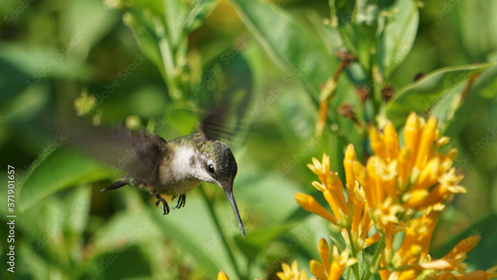 Hummingbird stops to feed at an orange jessamine flower.