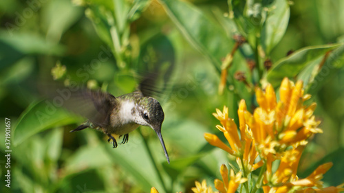 Φωτογραφία Hummingbird stops to feed at an orange jessamine flower.