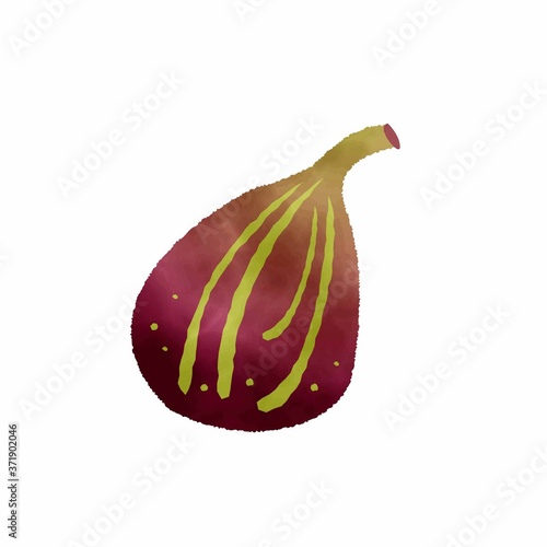 fig watercolor vector　秋の果物”イチジク”水彩