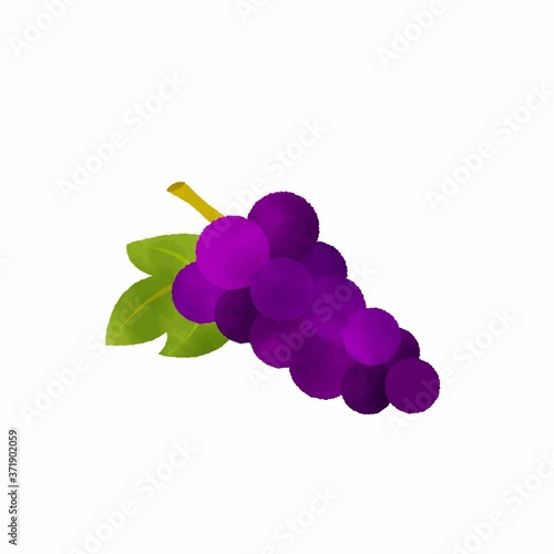 grape watercolor vector　秋の果物”ぶどう”水彩