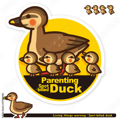 いきもの注意報：カルガモ子育て中サイン（英語）