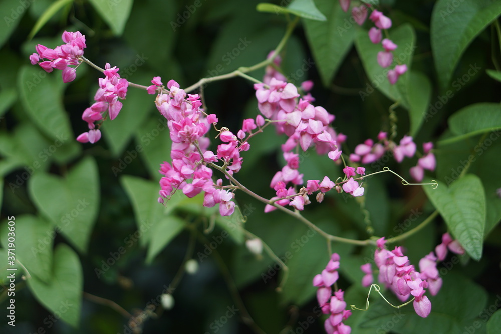 Tiny pink flowers look like a bush. Tiny pink flowers look like a bush.