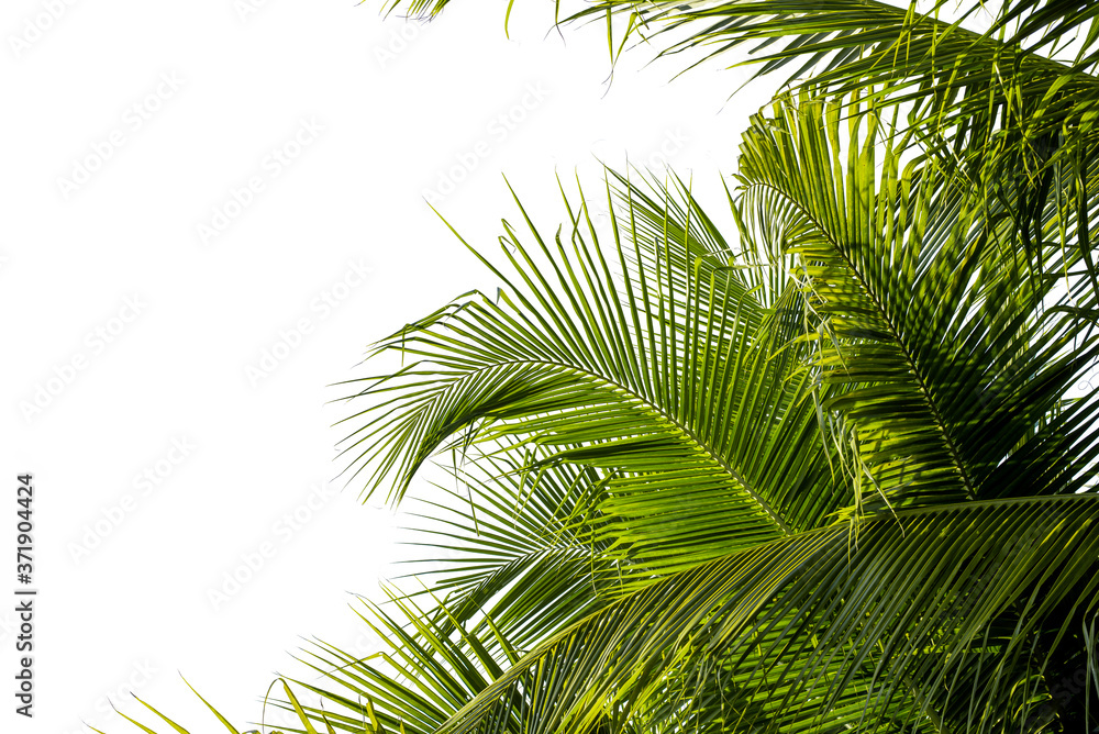 Fototapeta premium coconut palm leaf isolated on white with clipping path for object and retouch design.