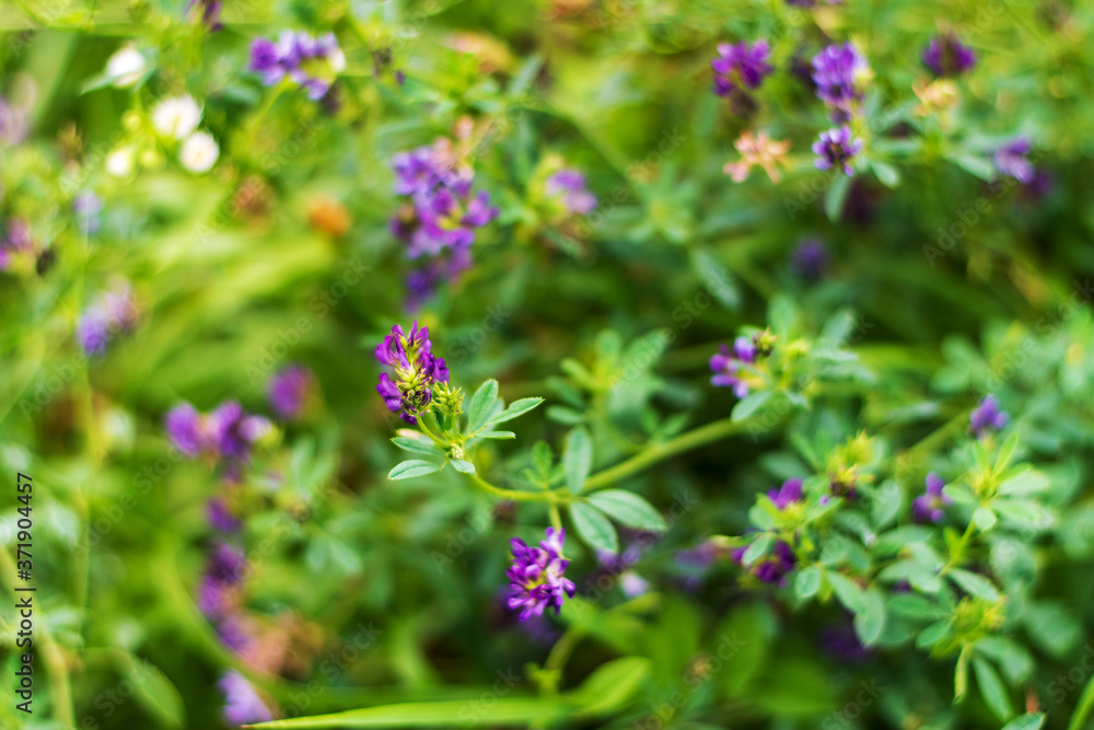 Obraz premium Alfalfa blooms with purple flowers growing animal feed on the farm.