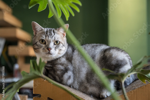 Fotografija American shorthair cat resting on tummy