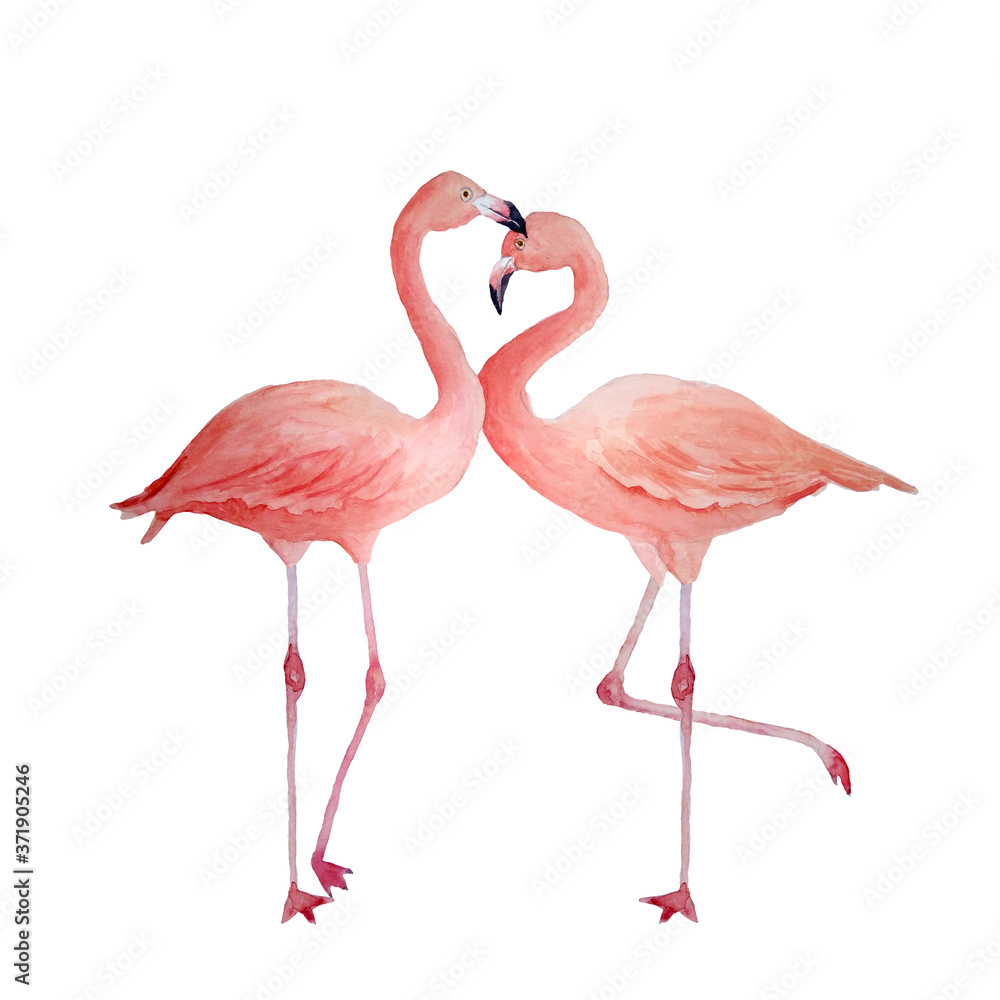 Obraz premium Two pink flamingo, romantic couple in love. Tropical exotic bird rose flamingos isolated on white background. Watercolor hand drawn realistic animal illustration. Summer bird for wedding cards