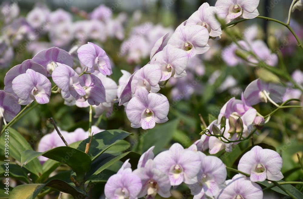 Gentle pink orchid on nature background