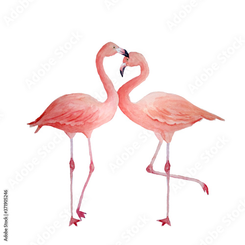 Two pink flamingo  romantic couple in love. Tropical exotic bird rose flamingos isolated on white background. Watercolor hand drawn realistic animal illustration. Summer bird for wedding cards