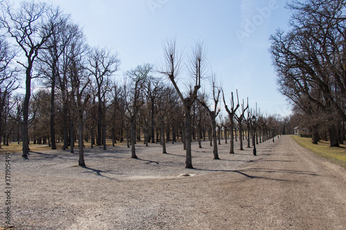 The view of bare trees in fornt of Drottningholm palace in a sunny day, Sweden. photo