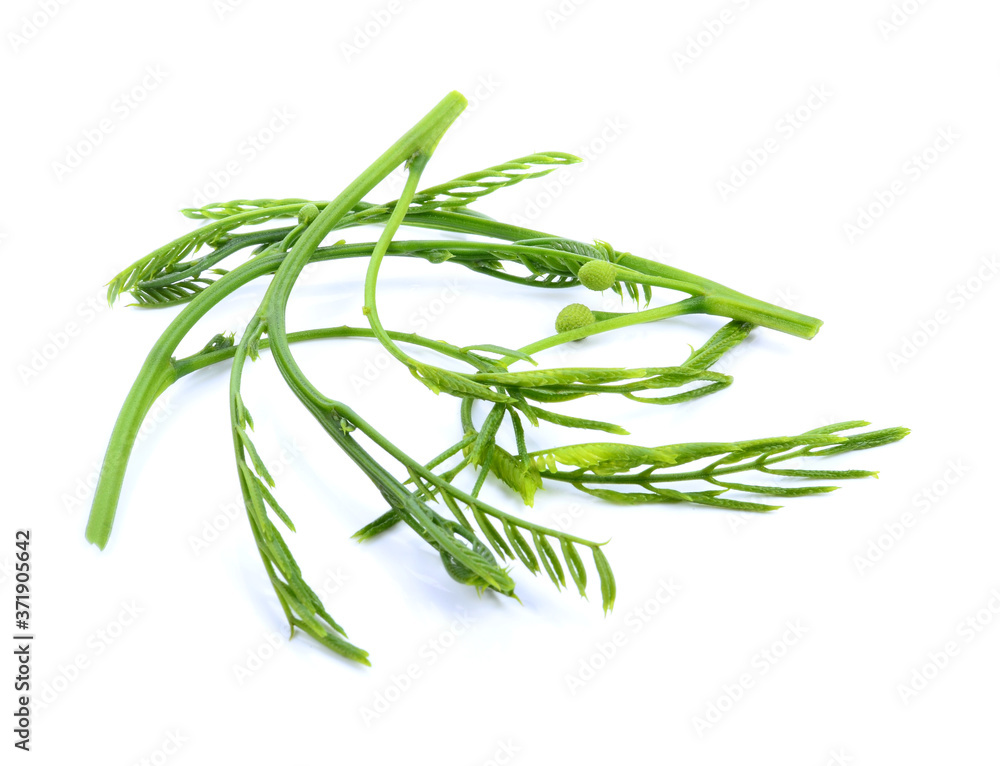 Fototapeta premium Leucaena an isolated on white Background