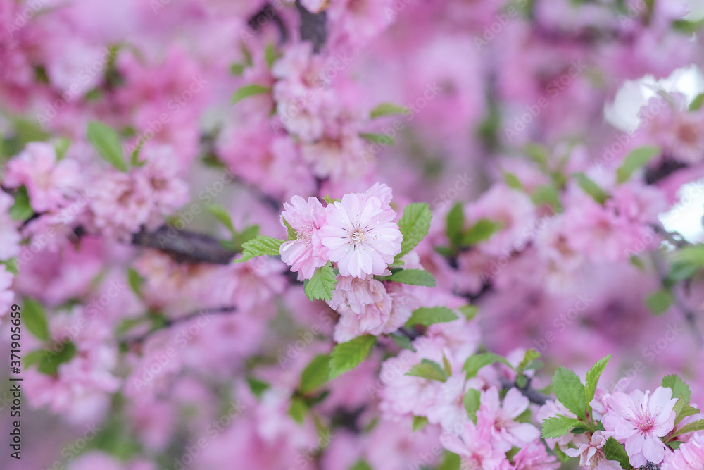Beautiful spring background with pink flowers on a blurred background Beautiful spring background with pink flowers on a blurred background